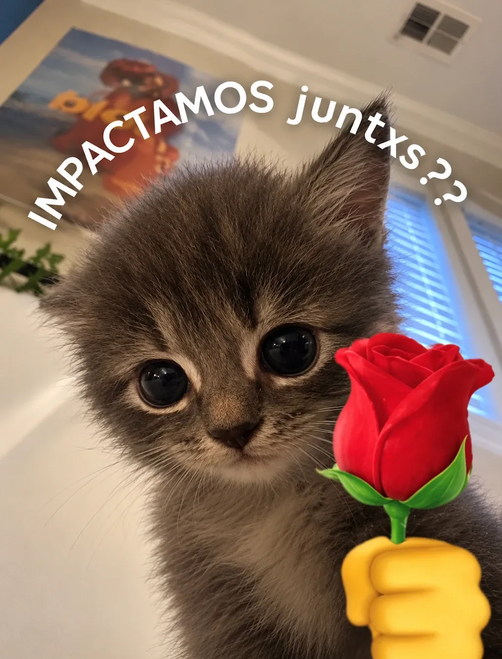Gatito con una rosa: ¿IMPACTAMOS juntxs?